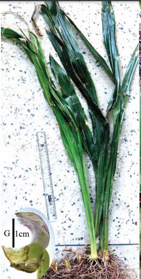 Aspidistra mokokchungensis a new species discovered in Mokokchung