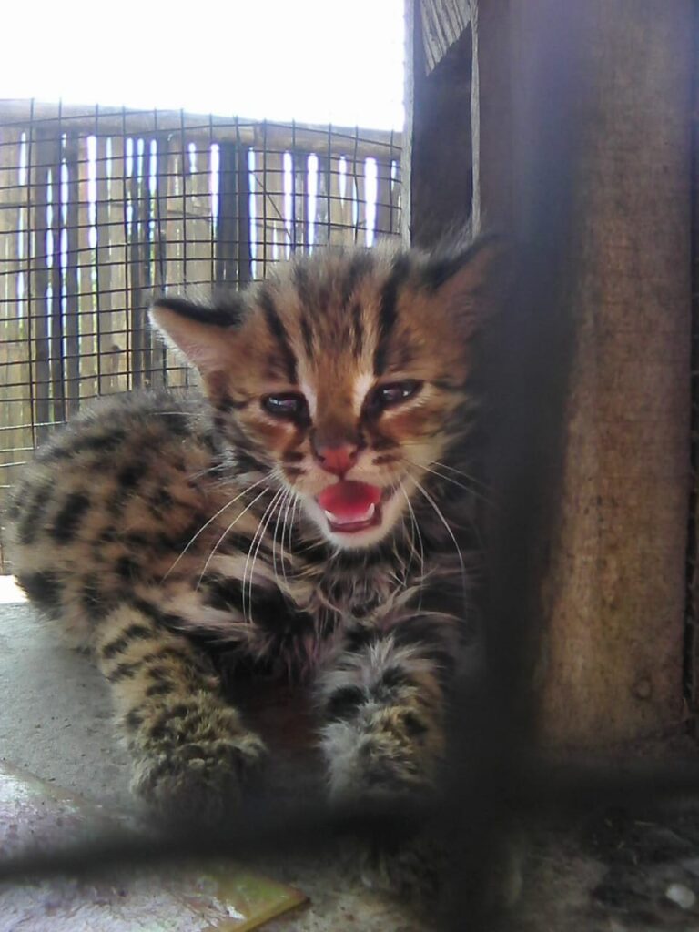 leopard cat