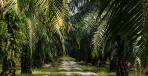 Nagaland: Department of Agriculture launches Mega Oil Palm Plantation Drive at Chumoukedima