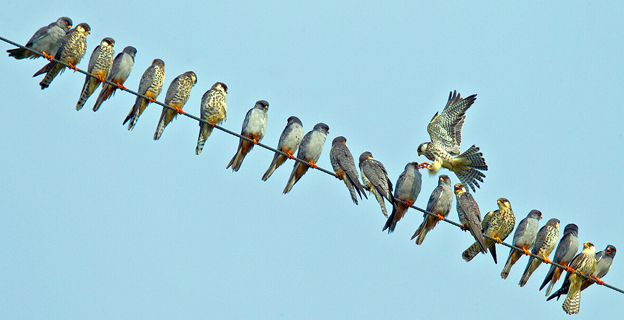 Amur Falcons in Nagaland © Ramki Sreenivasan