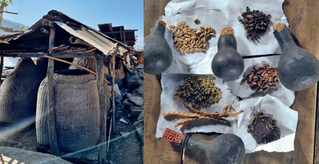 Seeds of some varieties such as beans, sesame, mustard and pumpkin are preserved through sun- drying (top), while others are stored in baskets. Materials used for the baskets are bamboo, rattan or cane, whose culm or stems have low starch content, as these are more resistant to pests. Photo: Rongsenzulu Jamir, Alino Sumi