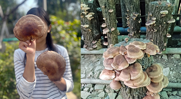 shiitake konger