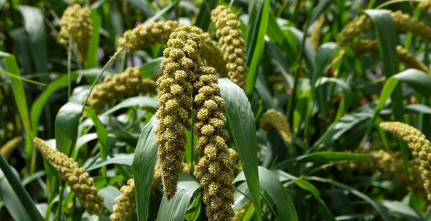 foxtail millet