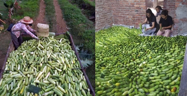 Aliba cucumber