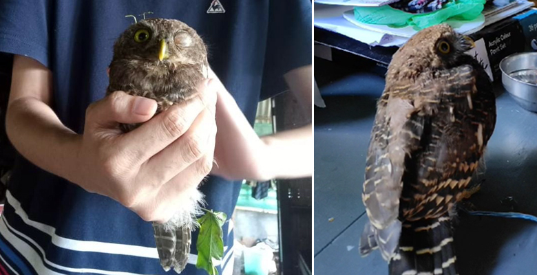 The owl rescued in Longjang