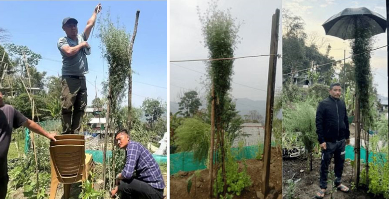 Nagaland farmer sets Guinness World Record for tallest coriander plant