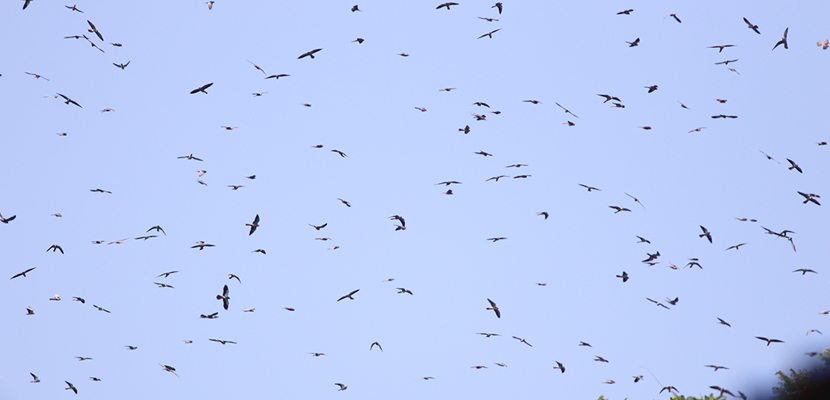 Small flock of amur falcons spotted over Mokokchung » MokokchungTimes.com