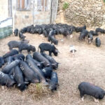 Phek: Thetsumi Village revamps piggery model to combat African  Swine Fever outbreak