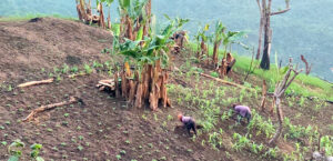 Nagaland Agriculture Policy 2025:  Visionary, but will farmers feel the change?