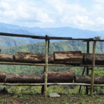 Bee Inspired by Nature: Why Nagaland’s Indigenous Beekeeping Matters More Than Ever