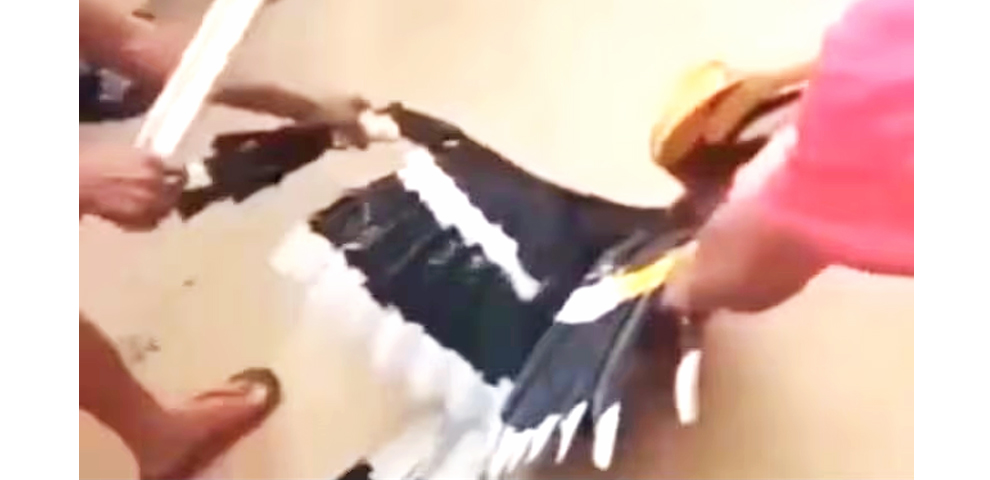 Hornbill Wokha Screen grab from the video that went viral in 2022