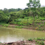 As Nagaland aims for fish self-sufficiency by 2030, is Mokokchung on track?