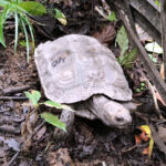 Nagaland: Critically endangered Asian giant tortoise reintroduced in Peren district