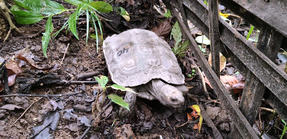 Nagaland: Critically endangered Asian giant tortoise reintroduced in Peren district
