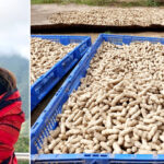 Groundnuts in Longmatra