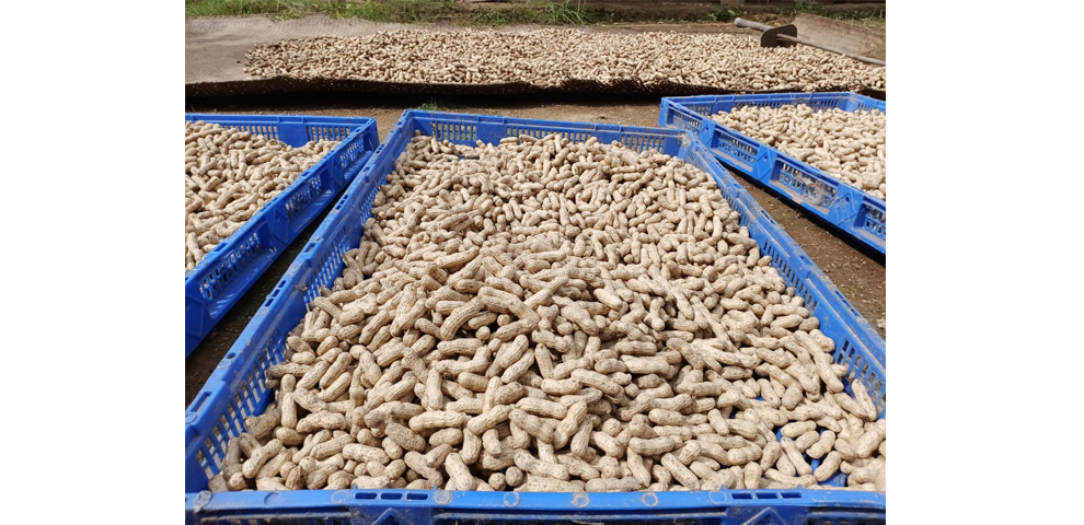 groundnuts spread out under the sun in the village, prepared for drying and sale. Almost every household in the village grows groundnuts. 