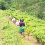 Jemdangang organic tea