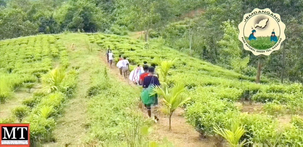 Jemdangang organic tea