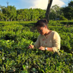 Nagaland University study highlights health benefits of tea blossoms