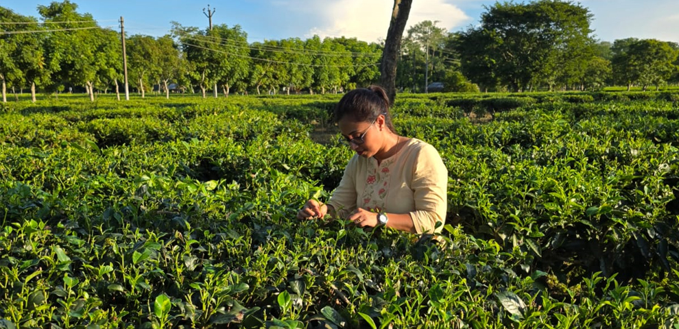 Nagaland University study highlights health benefits of tea blossoms