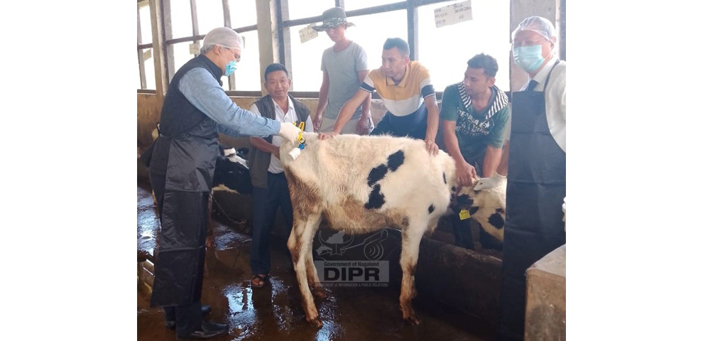 Nagaland begins Phase VI of Foot and Mouth Disease Vaccination Mission