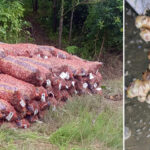 Nagaland farmers miss out as Mizoram captures ginger market last year Nagaland farmers miss out as Mizoram captures ginger market last year