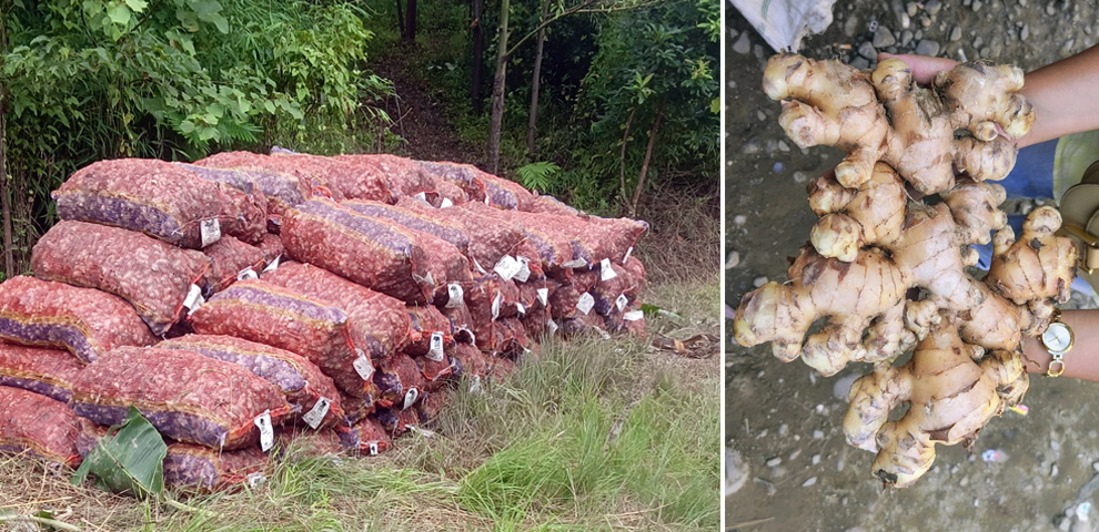 Nagaland farmers miss out as Mizoram captures ginger market last year