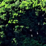 hornbill chungtia mokokchung