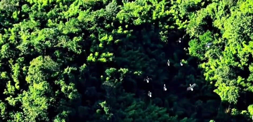 hornbill chungtia mokokchung