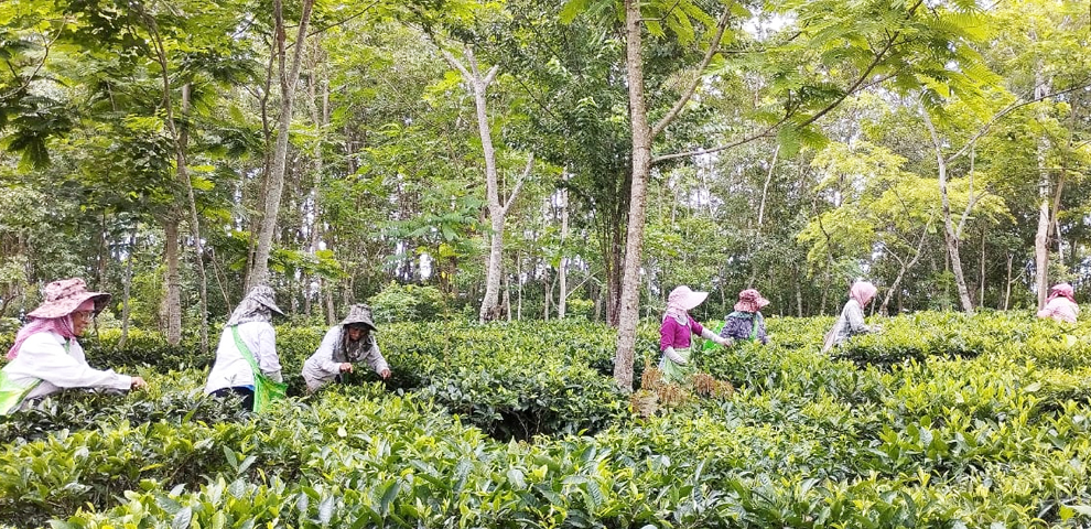 Nagaland Woman builds green tea business with
