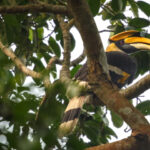 hornbill bird