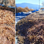 From field to Dimapur: How Longtsunger villagers earn a living Kholar