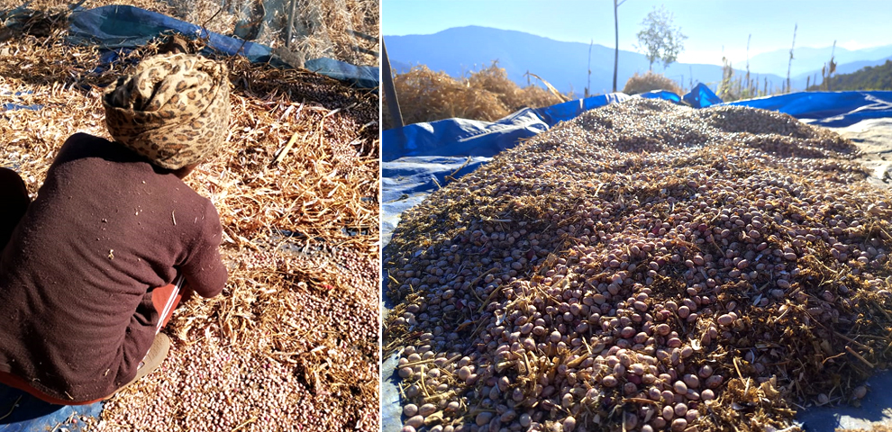 From field to Dimapur: How Longtsunger villagers earn a living Kholar