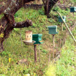 Nagaland can support 22 lakh bee colonies CM Rio