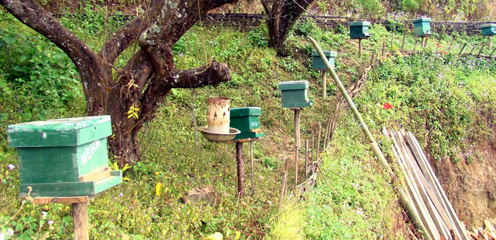 Nagaland can support 22 lakh bee colonies CM Rio