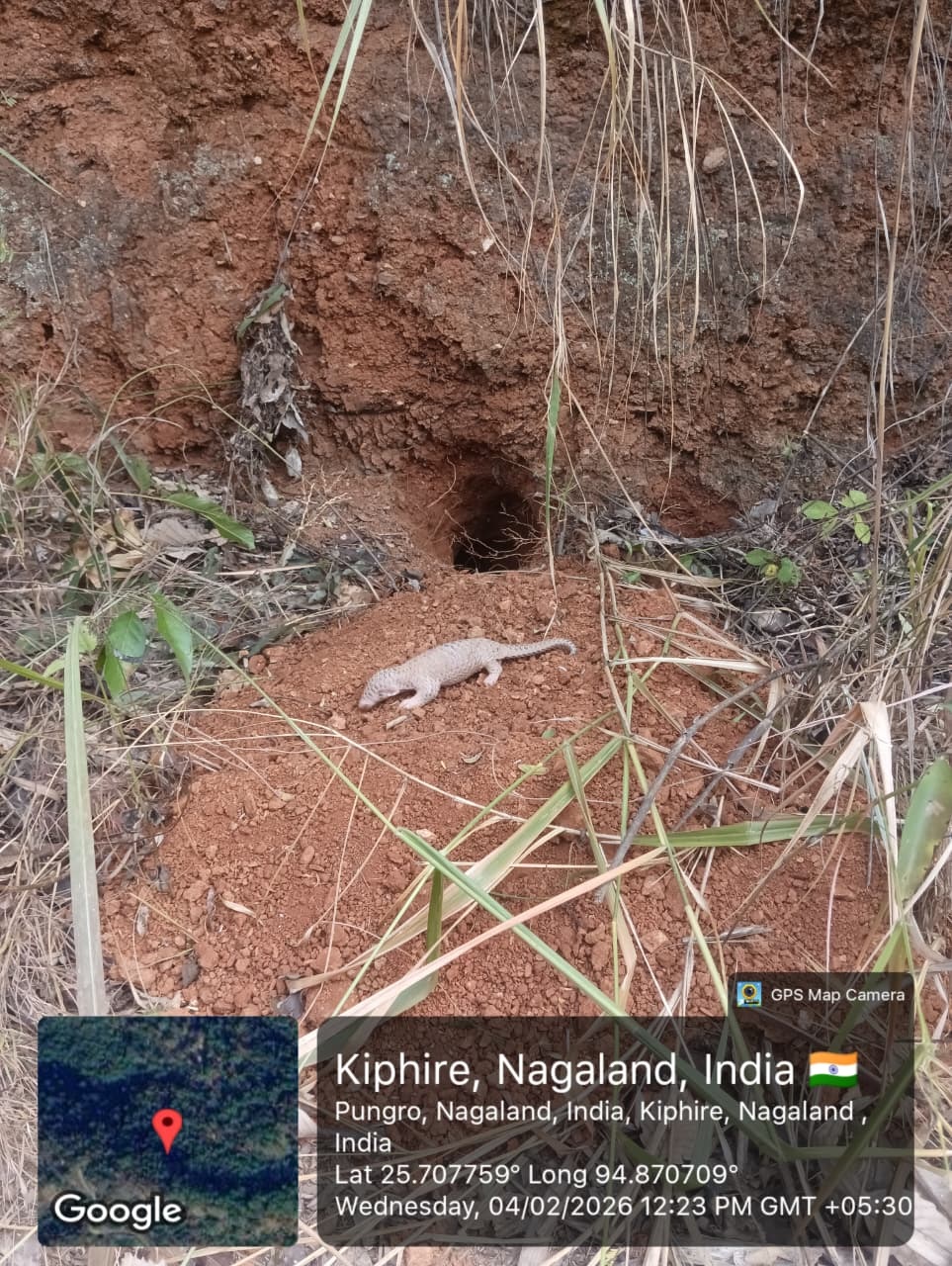 Community-led rescue sees baby pangolin safely released in Kiphire