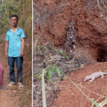 Community-led rescue sees baby pangolin safely released in Kiphire