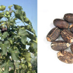 Wokha: In Bhandari, 5000-hectare Jatropha biofuel plantation could transform local farming