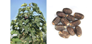 Wokha: In Bhandari, 5000-hectare Jatropha  biofuel plantation could transform local farming