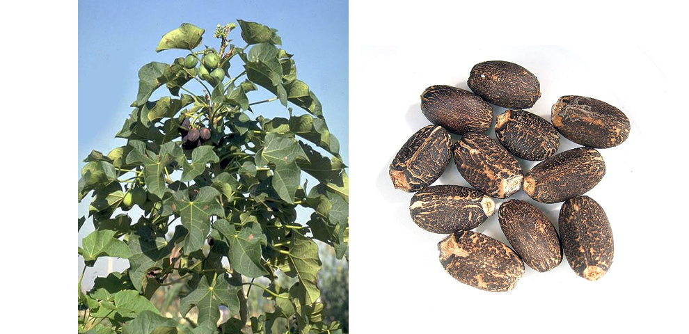 Wokha: In Bhandari, 5000-hectare Jatropha biofuel plantation could transform local farming