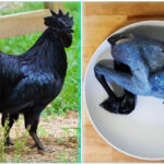 Kadaknath Its Importance, Production, and Management