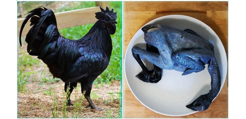 Kadaknath Its Importance, Production, and Management