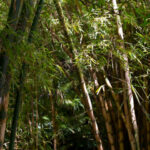 North East sees expansion of agroforestry and bamboo projects, Mokokchung among focus areas