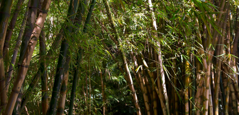 North East sees expansion of agroforestry and bamboo projects, Mokokchung among focus areas