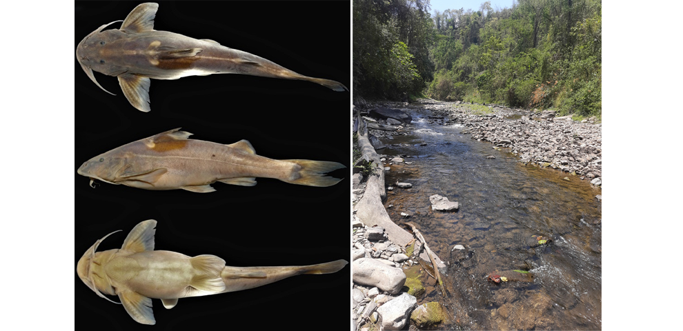 Fish Species named after late researcher Limaakum’s son and daughter