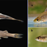 Fish that loses color under stress among two new discoveries Fish that loses color under stress image