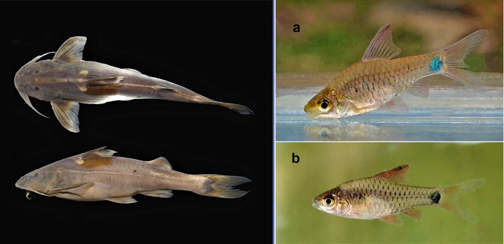 Fish that loses color under stress image