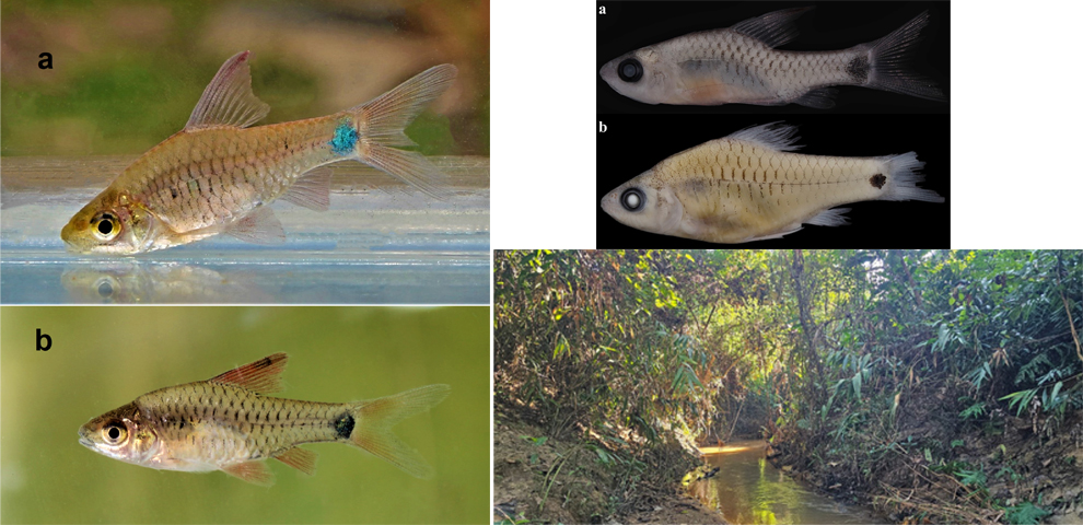 Fish that loses color under stress