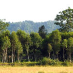 Nagaland records over 2