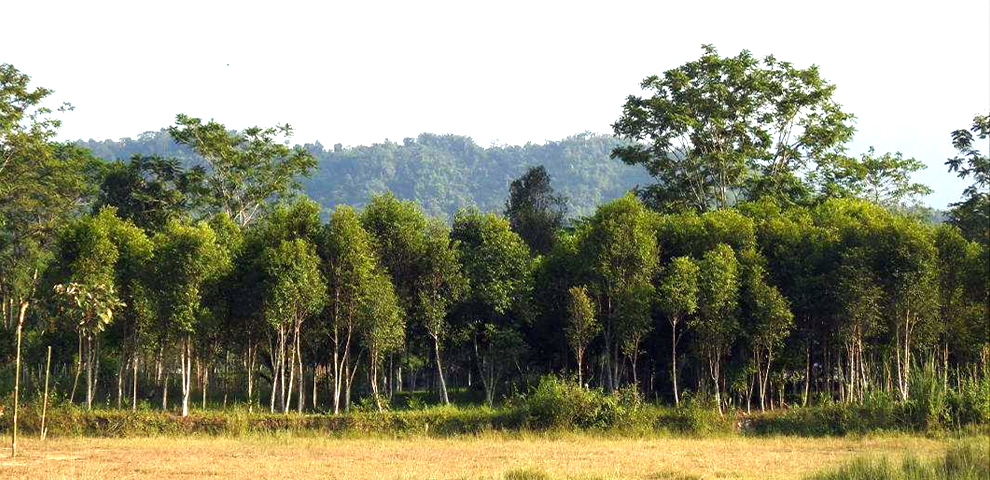 Nagaland records over 2